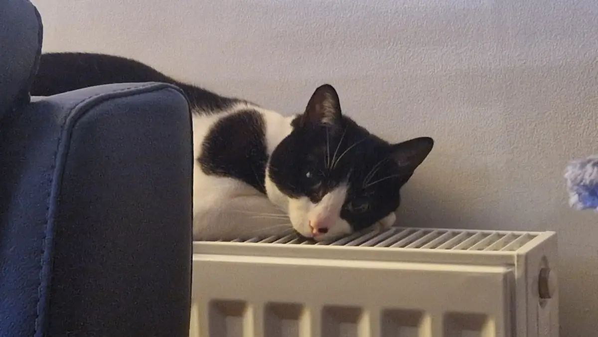 A black and white cat is lying on top of a white radiator, with its head resting on the bars, looking directly at the…