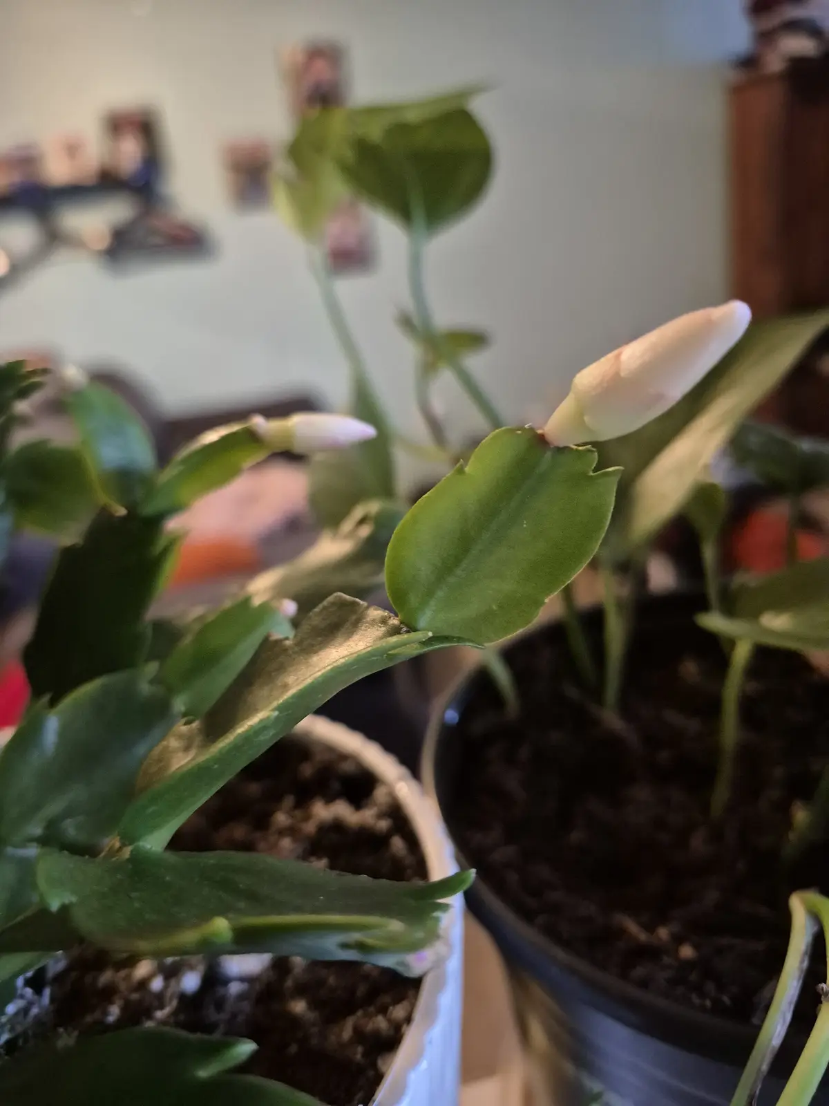 Gorgeous Thanksgiving Cactus Blooms in Full Glory