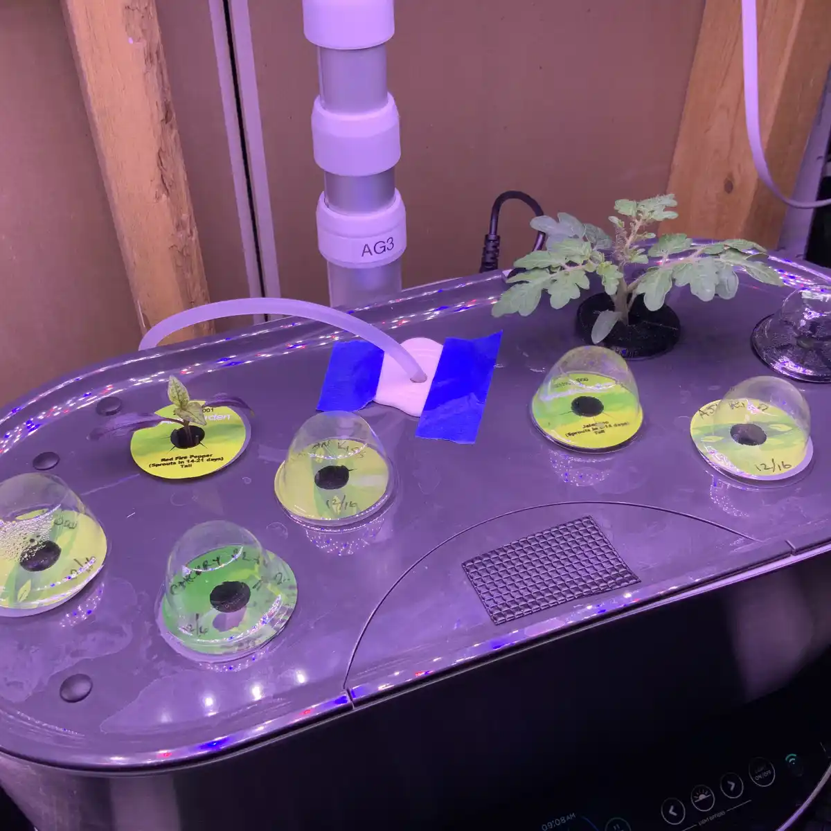 A close-up of a purple-lit indoor hydroponic garden tray with several small plants in clear domes and one larger tomato…