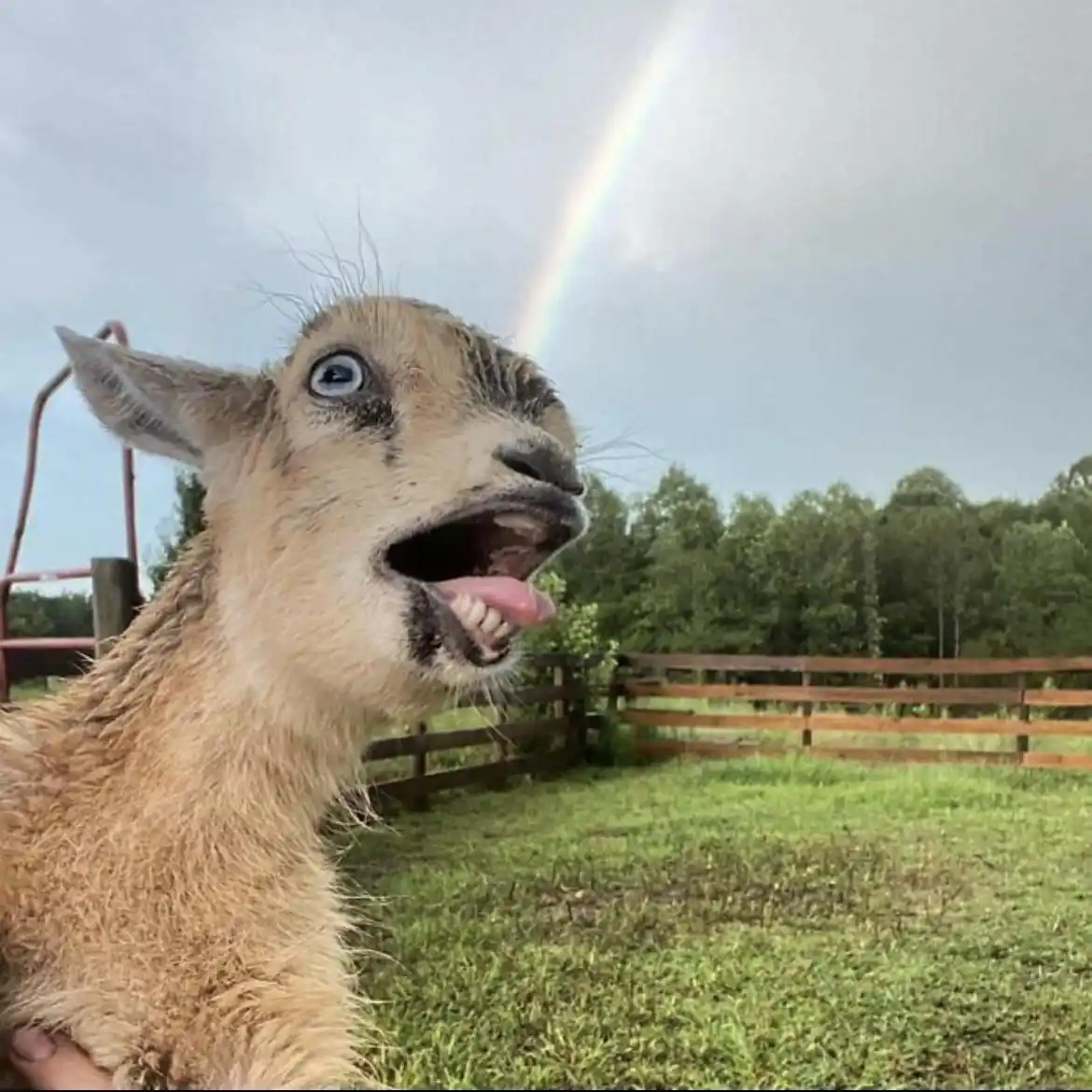 Epic LOTR moment featuring a goat!