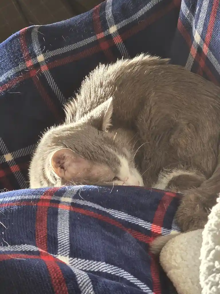A gray and white cat is curled up and sleeping soundly on a blue, red, and white plaid blanket. The cat's fur is illuminated…