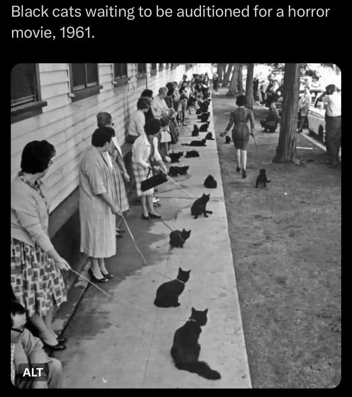 A black-and-white photograph from 1961 shows a long line of women in period clothing holding leashes attached to black cats…