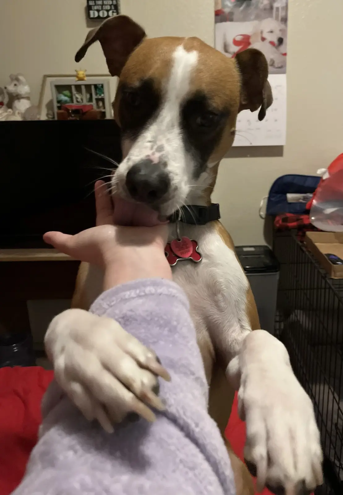 A brown and white dog with a black collar and red tag is licking a person's hand while sitting on a red surface. The…
