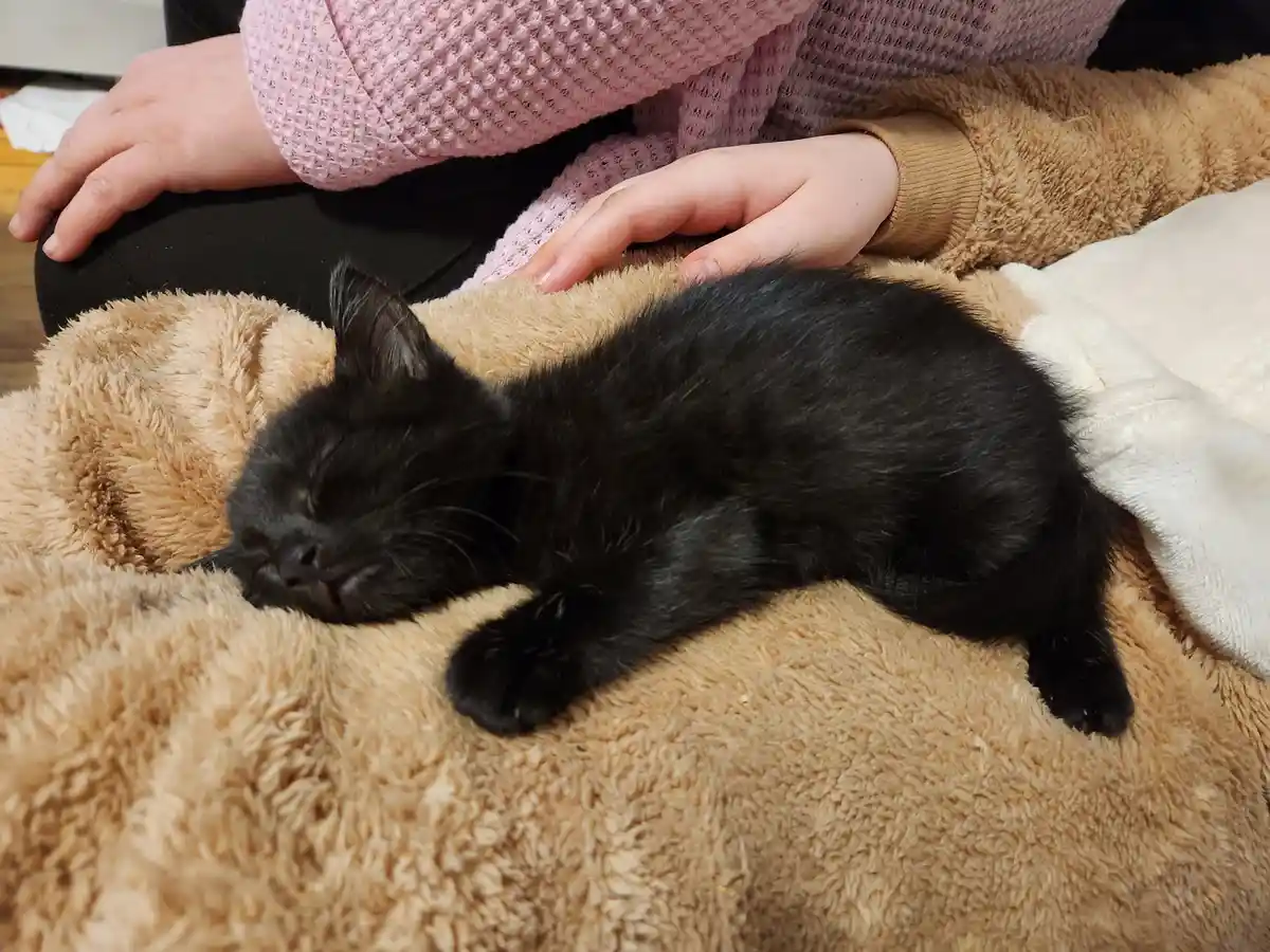 A small black kitten is sleeping soundly on a fluffy tan blanket, with a person's hands gently resting nearby. The person is…
