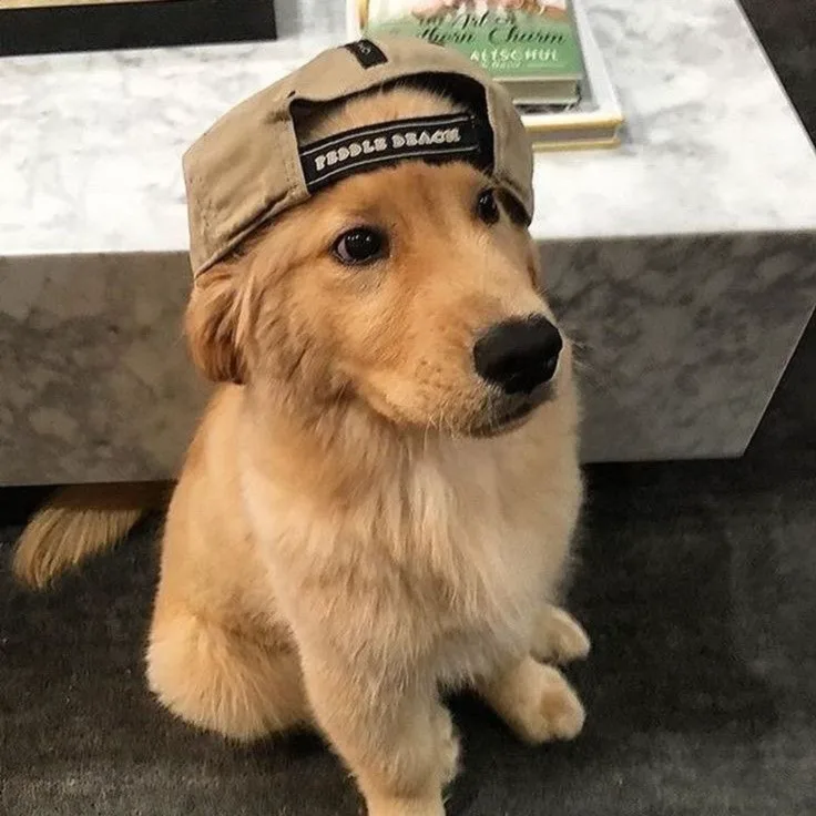 A golden retriever puppy sits on a dark carpet, wearing a beige baseball cap with 'PEDDLE BEACH' embroidered on the front…