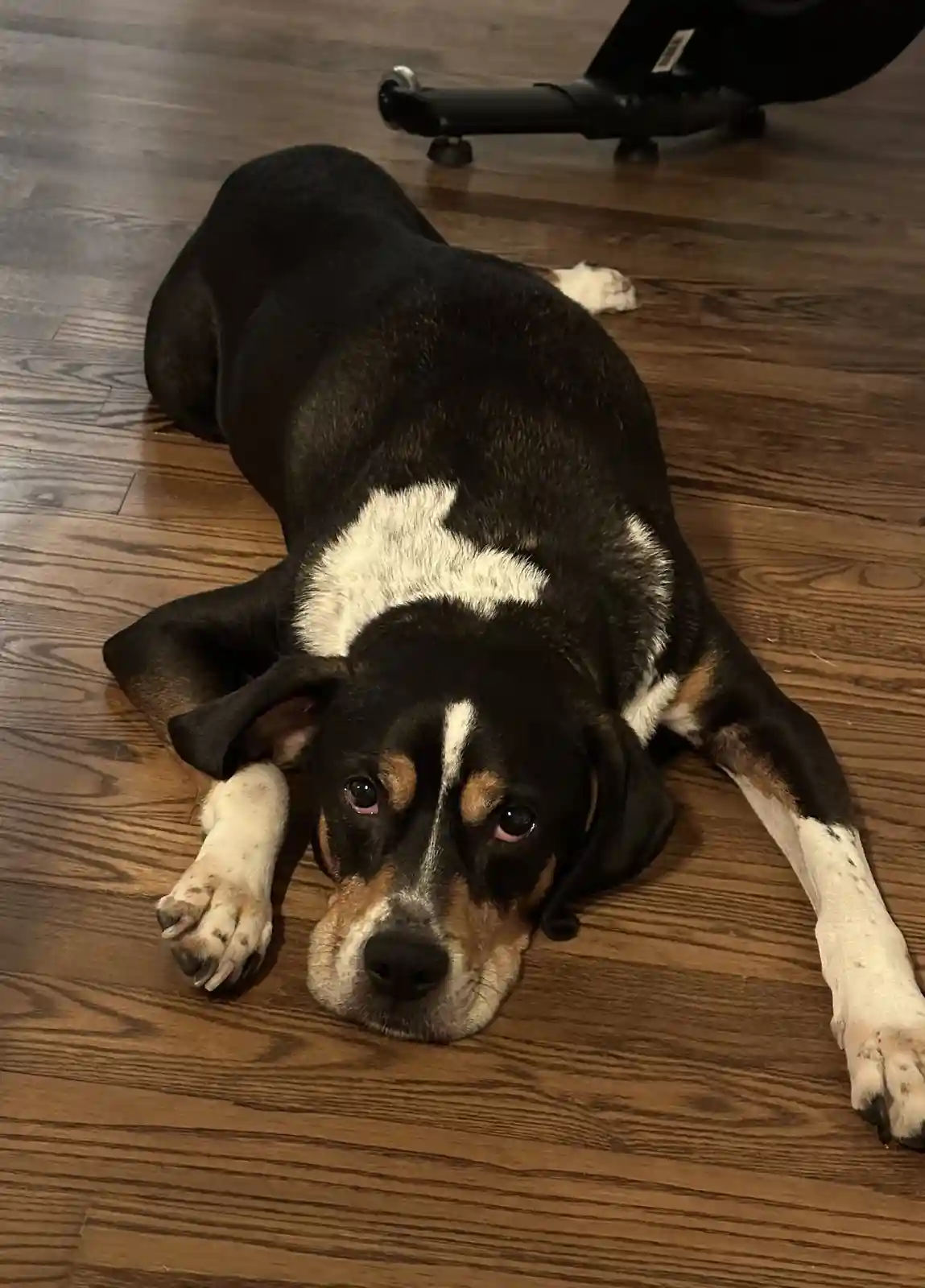 A black, white, and tan dog lies on a wooden floor looking directly at the camera with a tired, soulful expression. The…