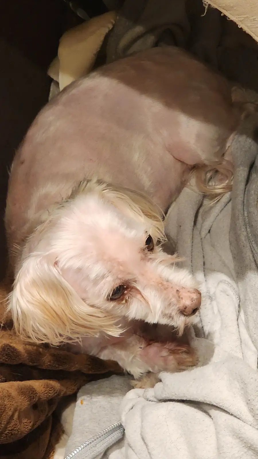 A small, mostly hairless dog with patches of white fur lies curled up on blankets, looking directly at the camera with a sad…