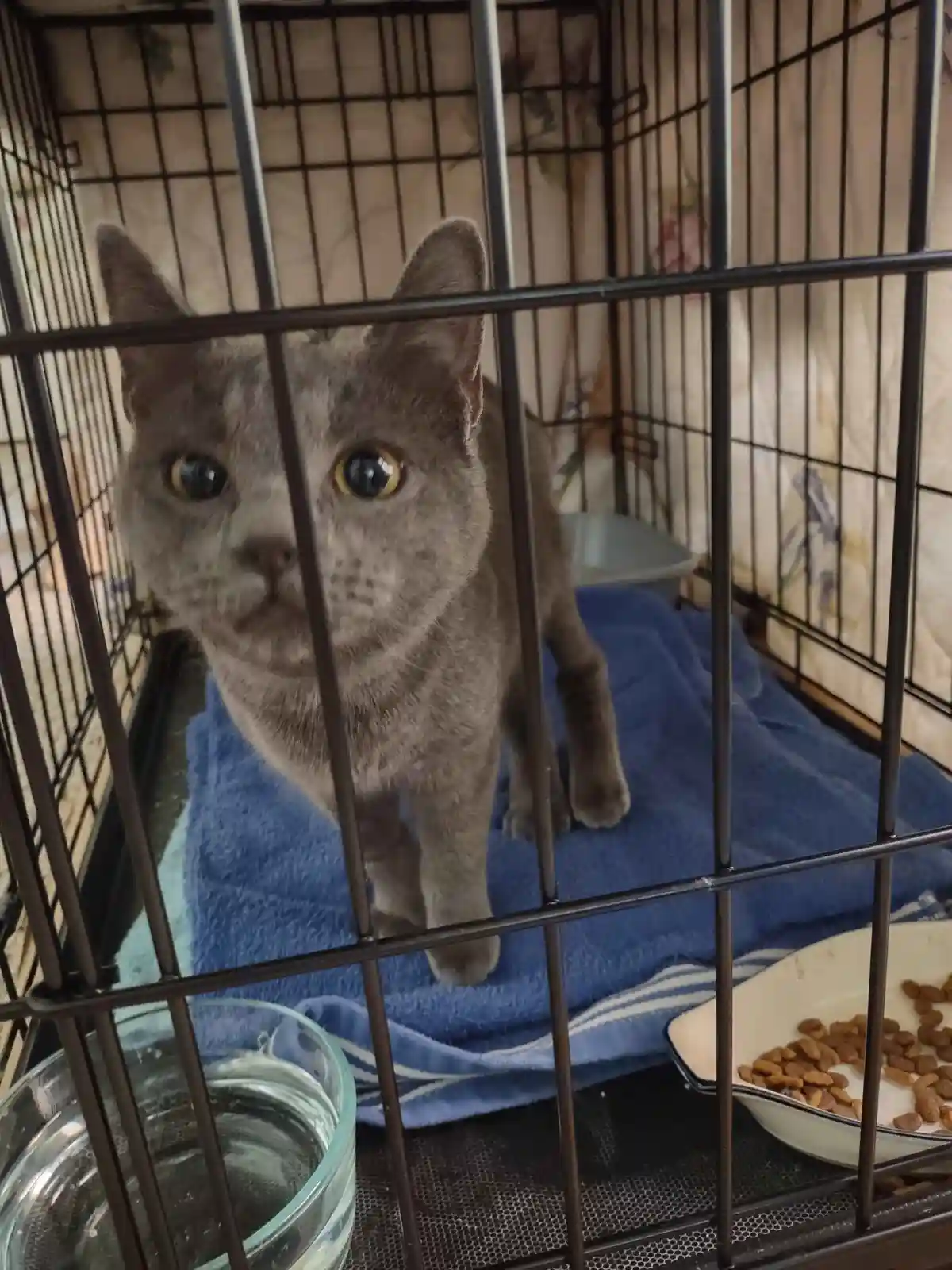 A gray cat with wide, startled eyes stares directly at the camera from inside a black metal cage. The cage floor is lined…