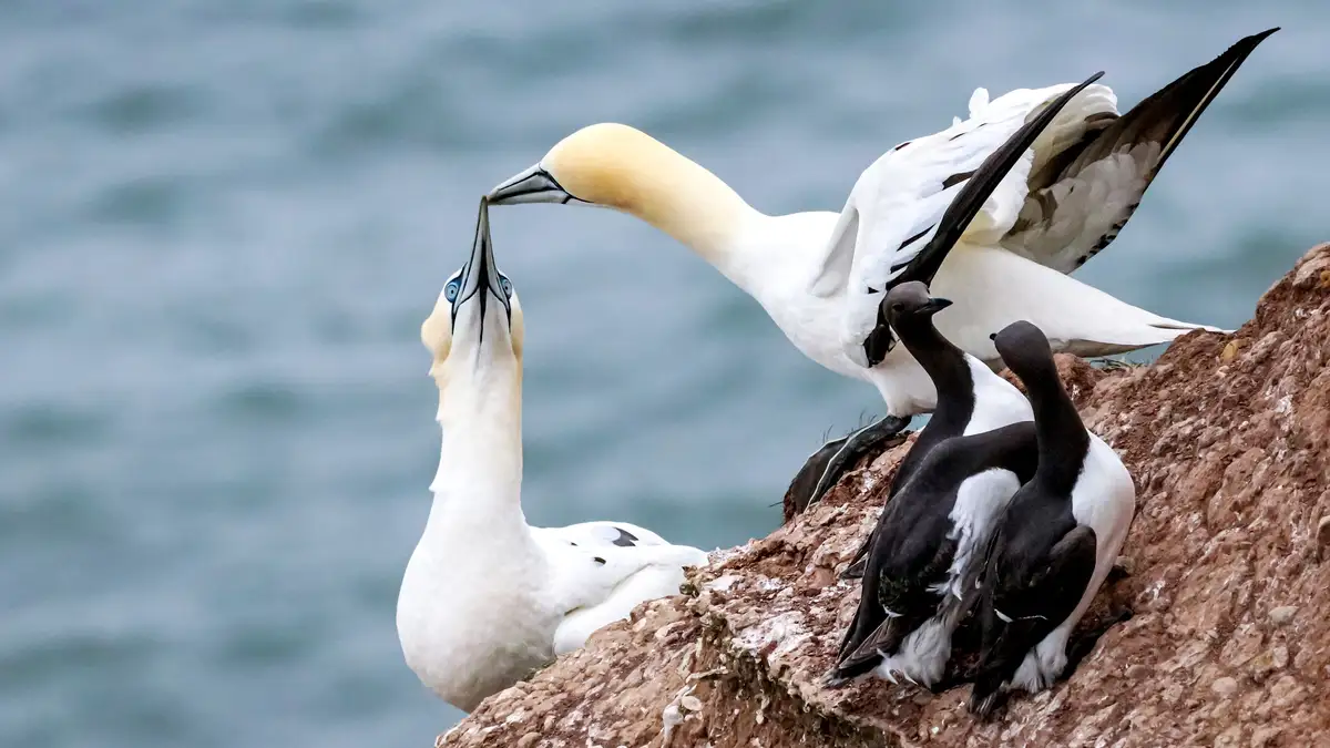 A tender moment unfolds as two common murres, amidst a sea of larger northern gannets, reunite at their annual breeding…