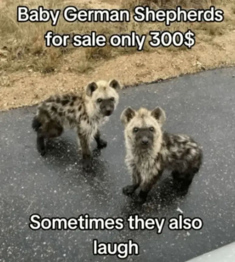 Two spotted hyena cubs stand on a paved road, looking directly at the camera. The top text reads 'Baby German Shepherds for…