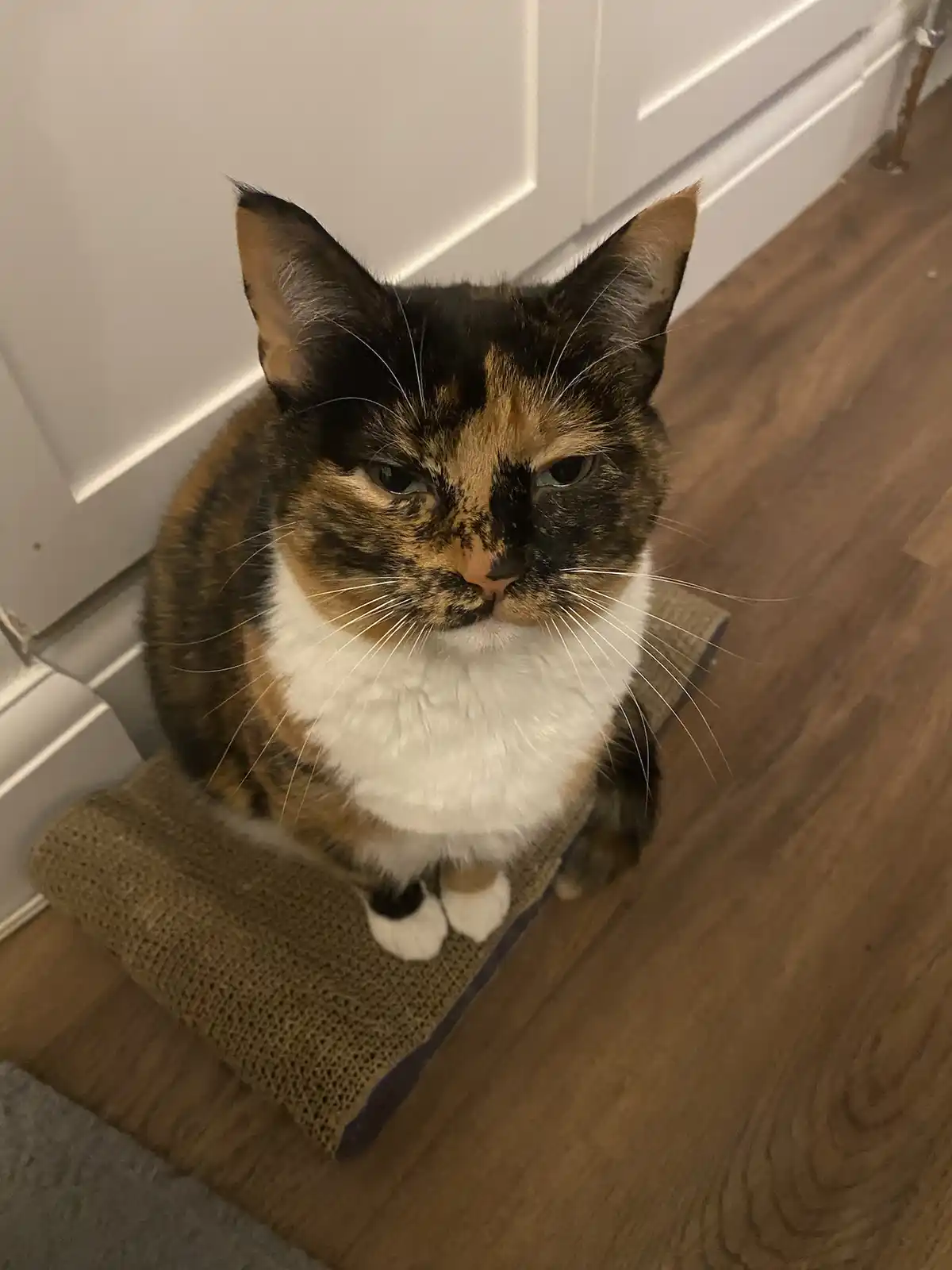 A calico cat with a white chest and paws sits atop a cardboard scratcher on a wooden floor, looking directly at the camera…