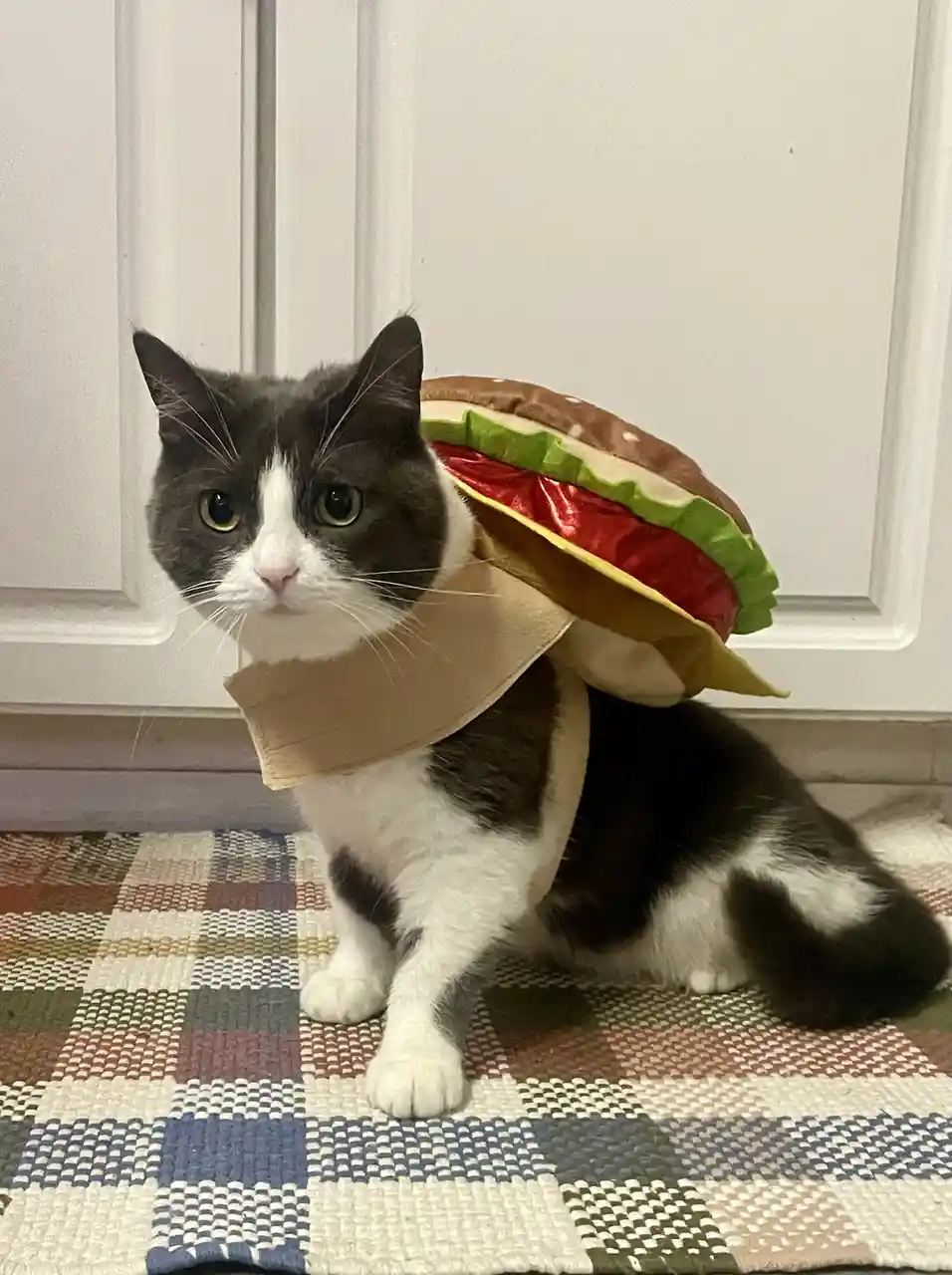 A black and white cat sits on a plaid rug in front of a white door, wearing a plush burger costume that covers its back and…
