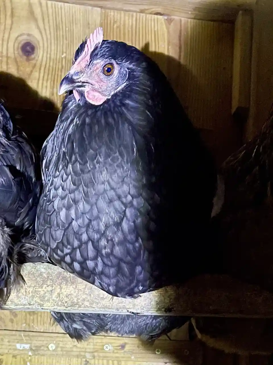 A close-up photo of a black chicken with a serious, unimpressed expression, perched inside a wooden coop. The chicken's head…