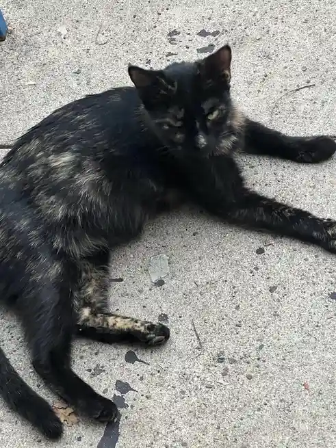 A tortoiseshell cat with black and brown fur lies sprawled on a concrete surface, looking directly at the camera with one…