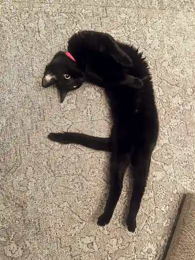 A black cat with a pink collar lies on its back on a patterned carpet, stretching its body into a curved, almost 'C' shape…