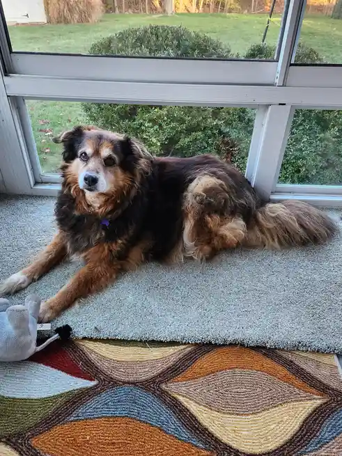 A fluffy brown and black dog with a white muzzle lies relaxed on a grey carpet in front of a large window, looking directly…