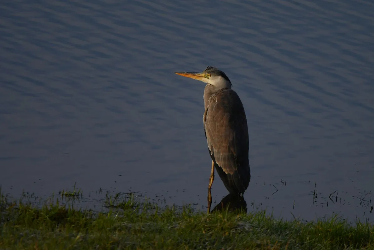 A grey heron stands motionless at the water's edge, its long legs partially submerged in shallow water, surrounded by grass…