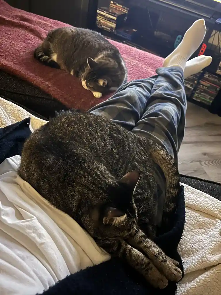Two tabby cats are sleeping peacefully on a person's lap and on a red blanket nearby, while the person lies back with their…