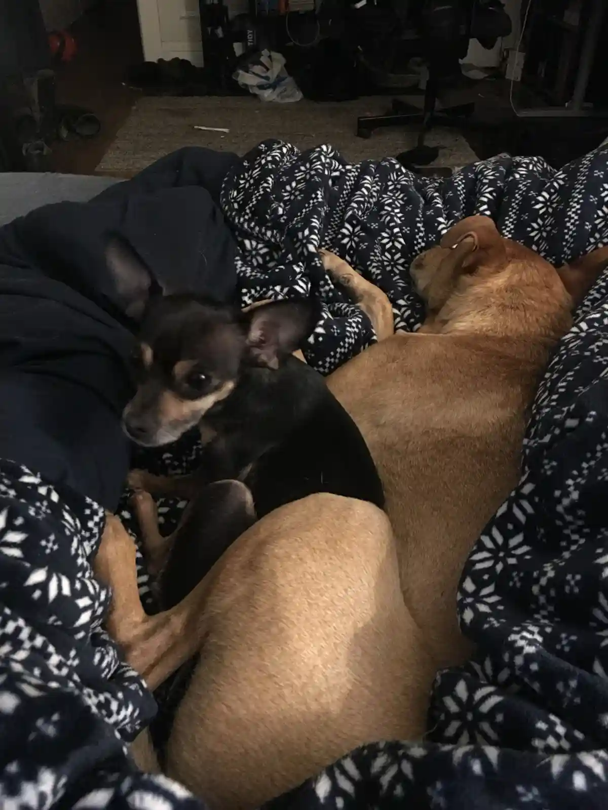 Two dogs are nestled together under blankets on a bed; one small black and tan dog looks alertly at the camera while the…