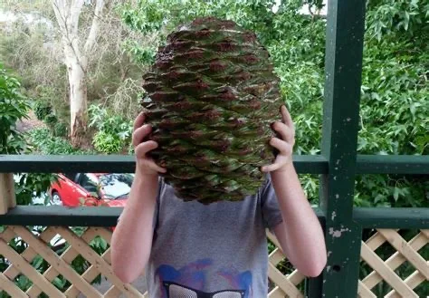 When Your Head Looks Like a Cone!