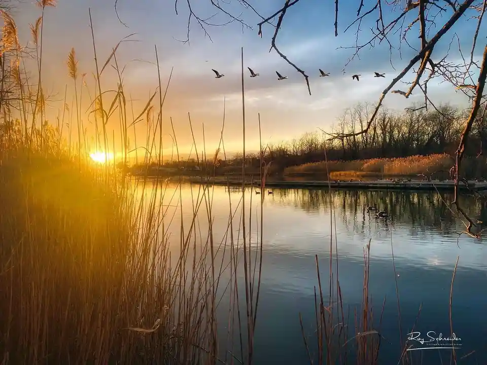 A serene sunset photograph shows geese flying in a V-formation across a calm lake, framed by tall reeds and bare tree…