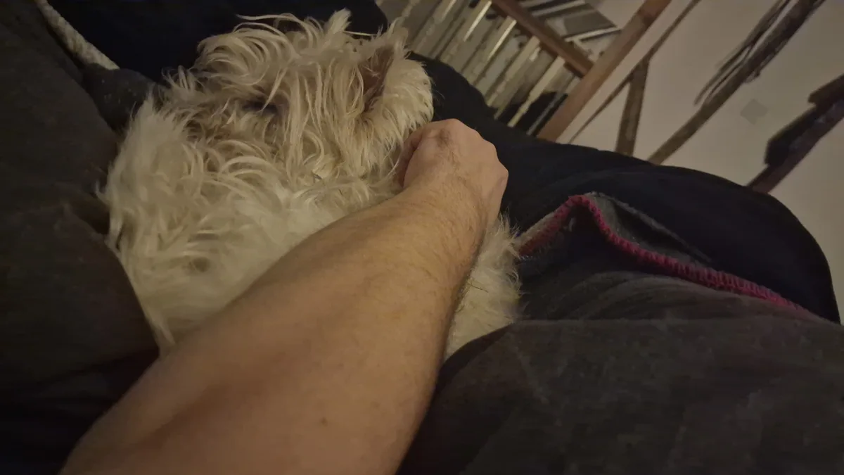 A person's arm is resting on a fluffy white dog lying on their lap, with the dog's head nestled against the person's thigh…