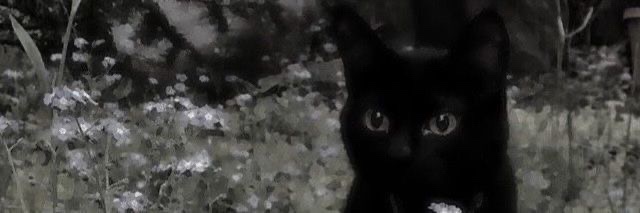 A black cat with wide, glowing eyes stares directly at the camera in a dark, blurry forest setting with white flowers. The…