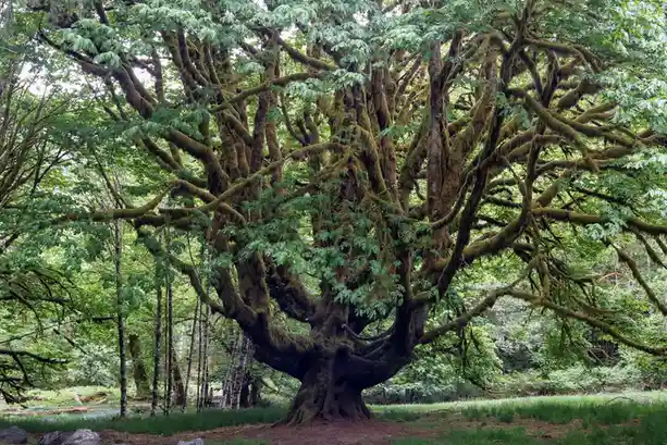 A majestic, ancient tree with thick, moss-covered branches and a wide, gnarled trunk stands in a lush green forest. The…