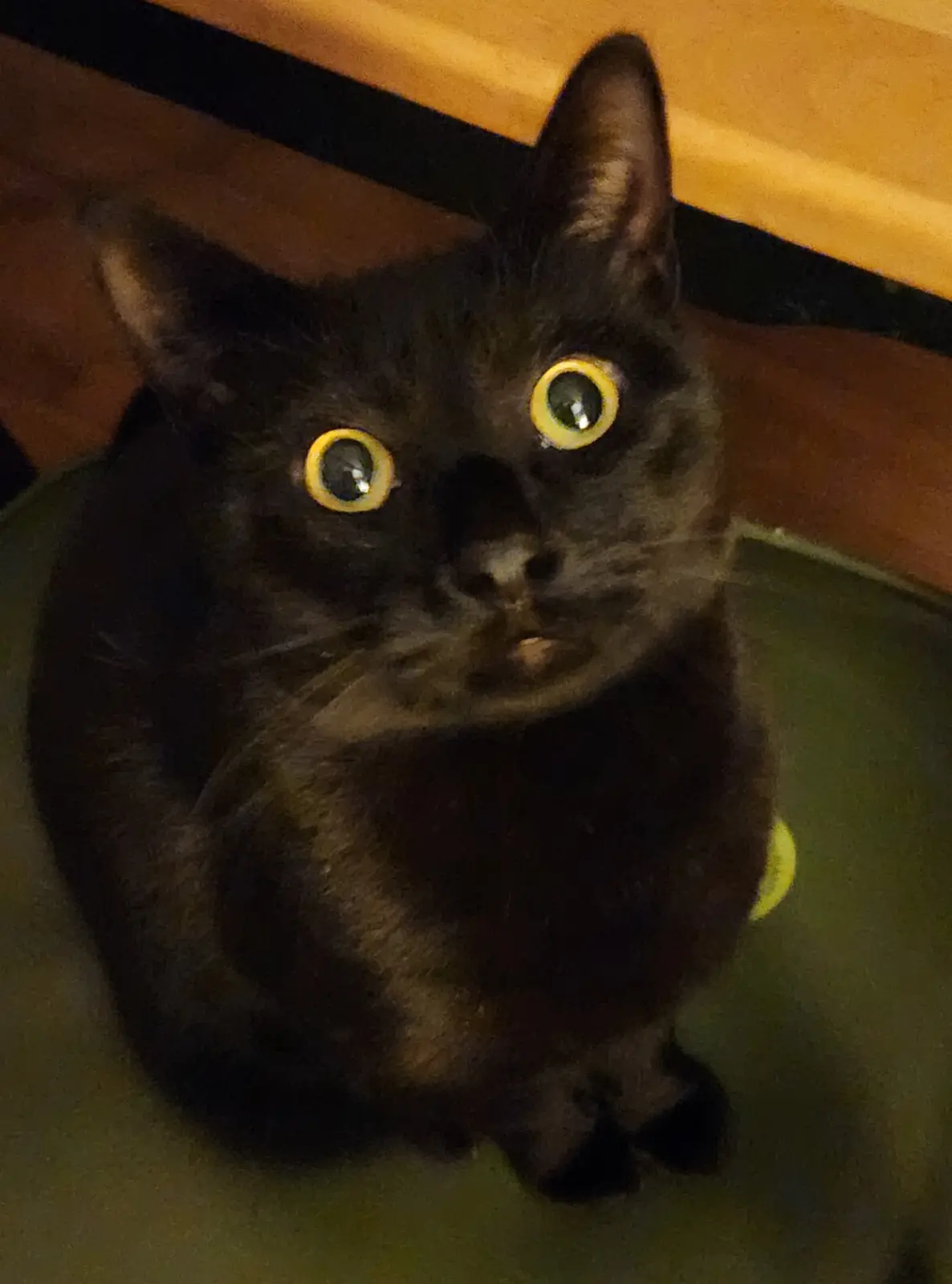 A black cat sits on a green surface under a wooden structure, its eyes digitally edited to have bright yellow rims, looking…