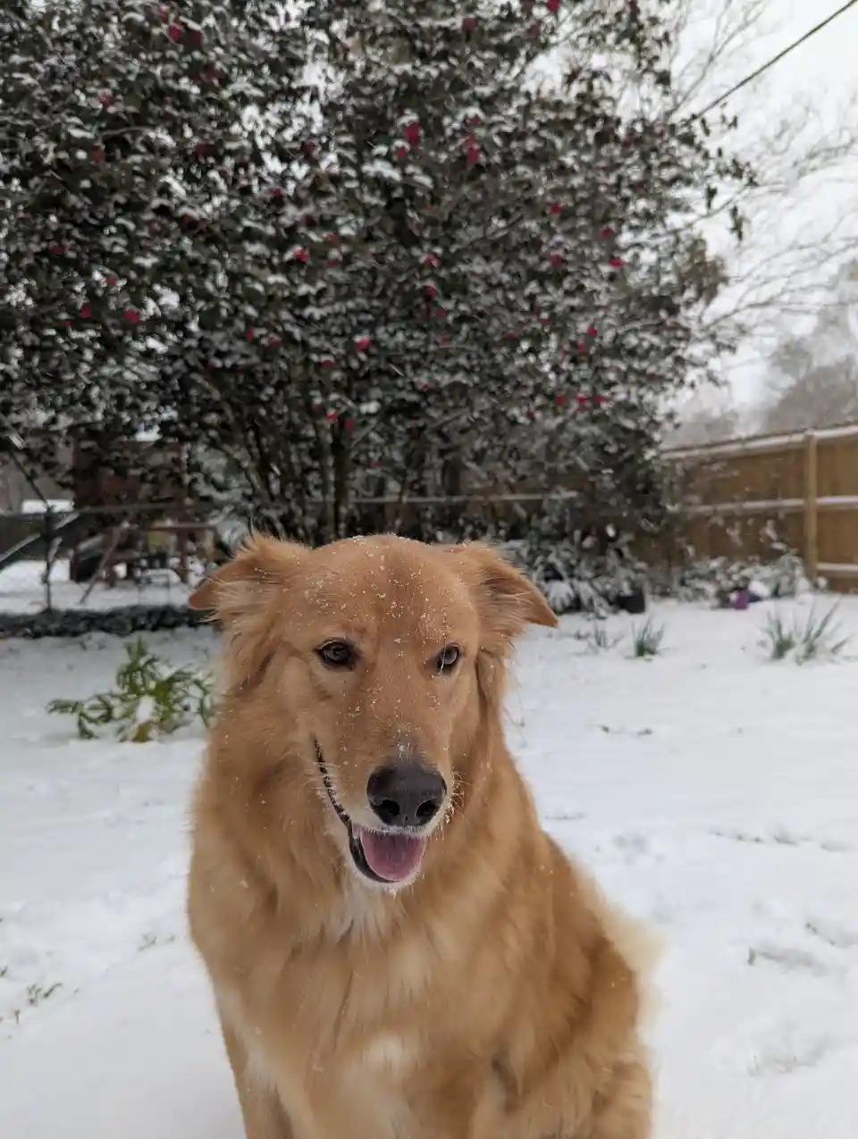 A golden retriever sits happily in a snowy backyard, snowflakes dusting its fur and face, with a snow-covered bush and fence…