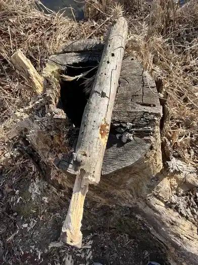 A close-up photo shows a weathered, broken tree stump with a large hole in its center, surrounded by dry grass and wood…