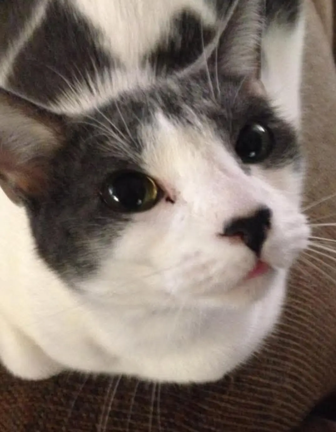 A close-up photo of a black-and-white cat with wide, slightly unblinking eyes looking directly at the camera, its mouth…