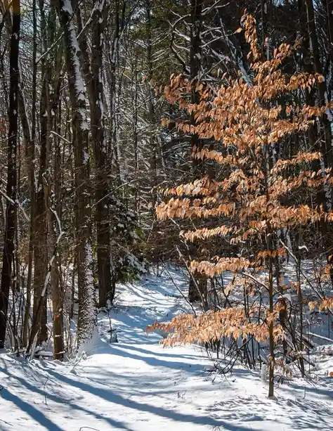 A snowy forest path with trees, some bare and some with orange-brown leaves, under bright sunlight casting long shadows…