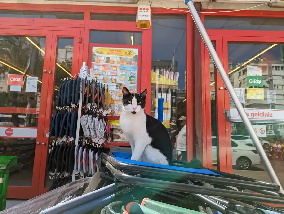 A black and white cat sits regally atop a pile of shopping carts outside a red storefront with glass doors. The cat stares…