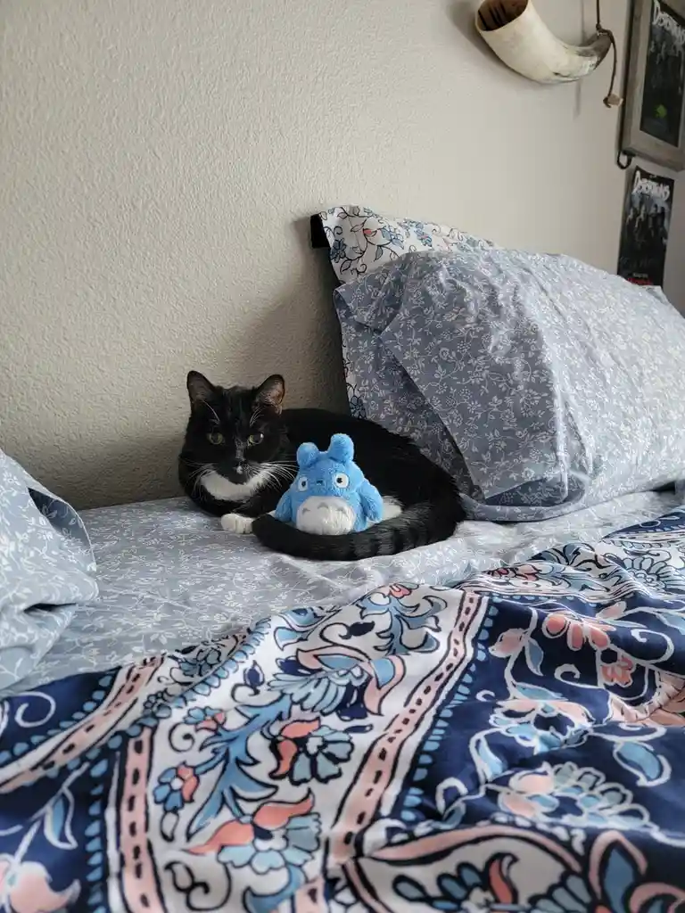Daily Dose of Cat Cuteness #1268