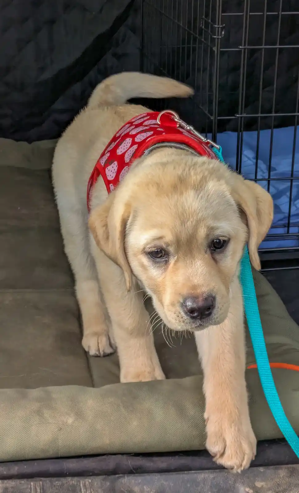A light-colored Labrador puppy wearing a red harness with strawberry patterns and a teal leash looks directly at the camera…