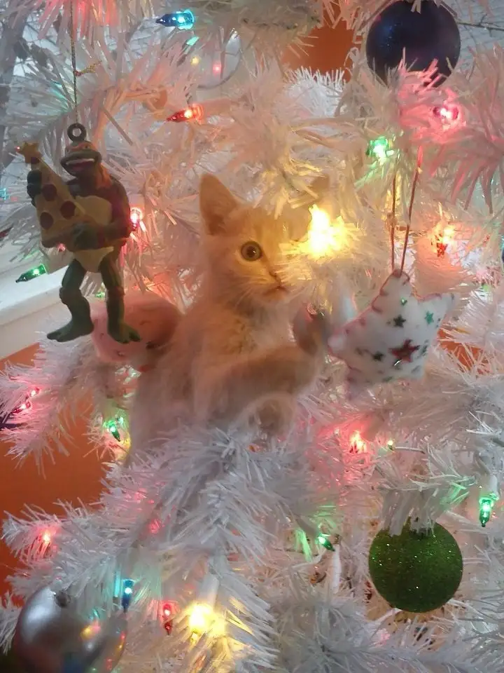 A small orange kitten is perched among the branches of a white artificial Christmas tree decorated with colorful lights…