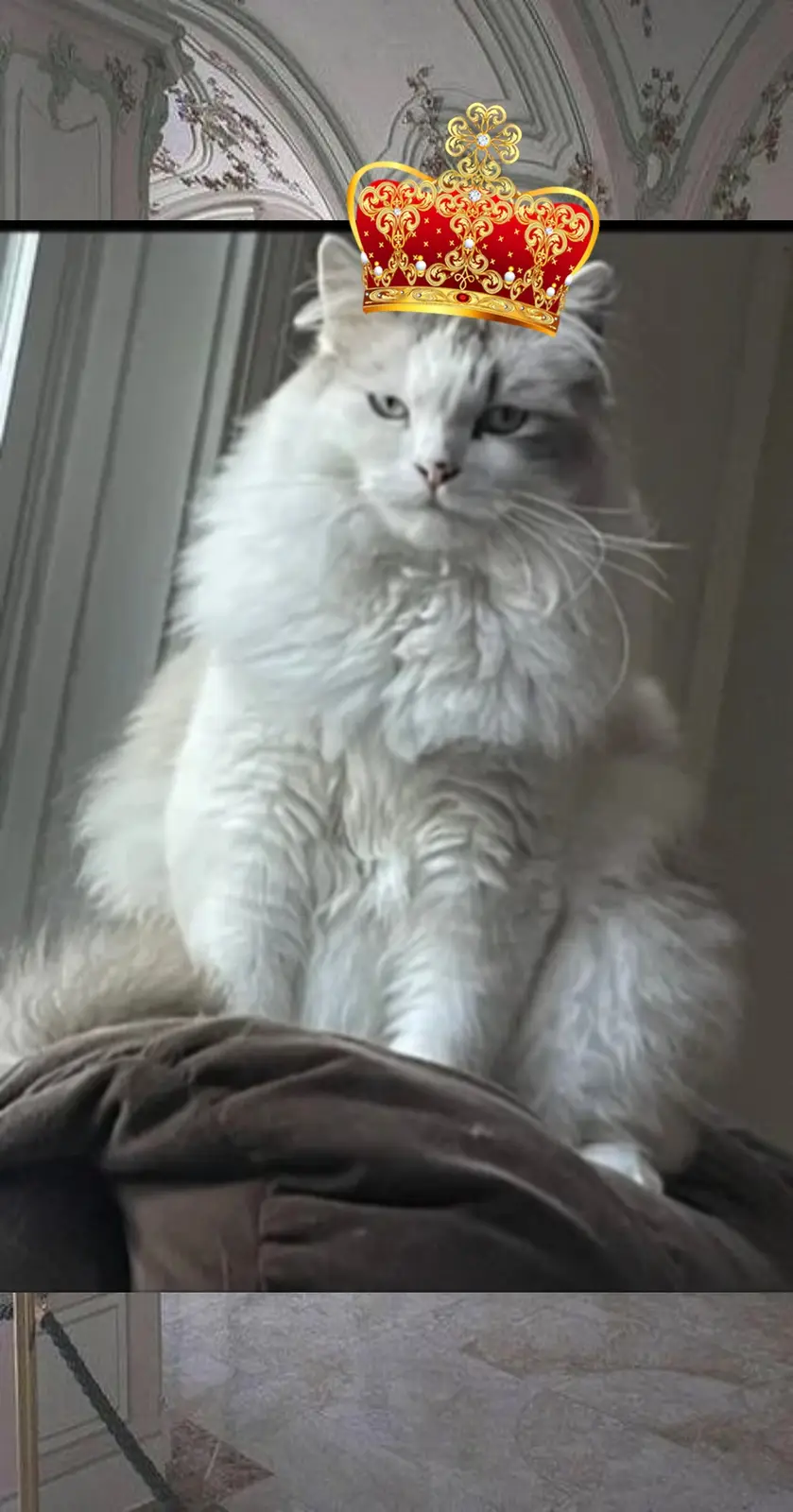 A fluffy white cat with a regal, disdainful expression sits atop a brown blanket in an ornate, high-ceilinged room. A…