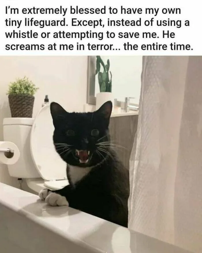 A black and white cat with wide eyes and bared teeth is perched on the edge of a bathtub, looking directly at the camera…