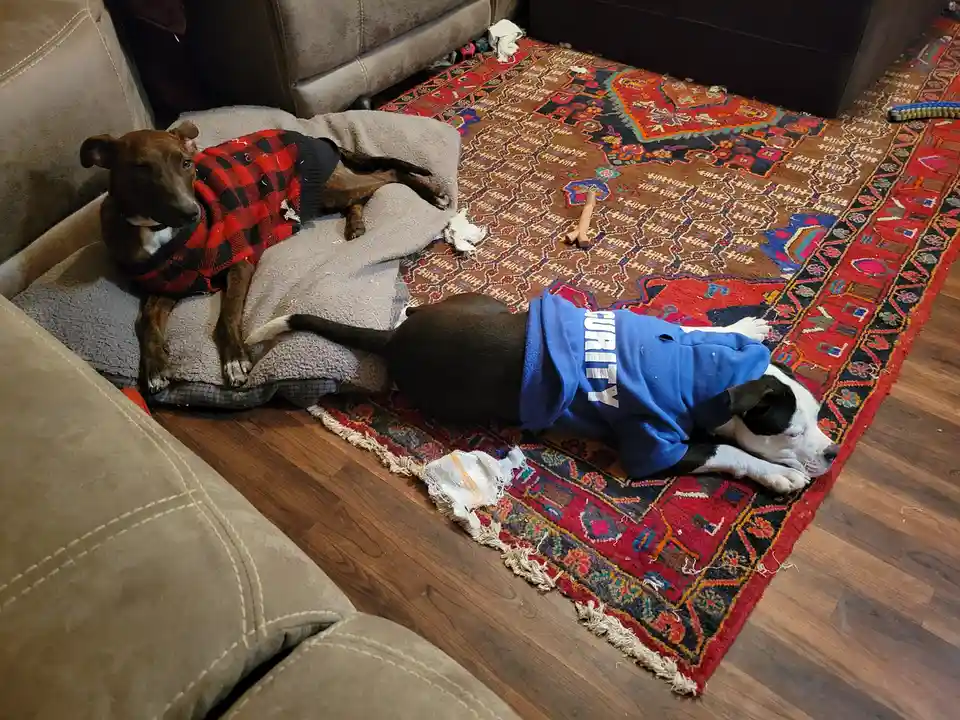 Two dogs are lounging in a living room; one wears a red and black plaid sweater and lies alert on a gray pet bed near a…