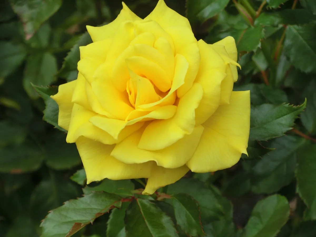 A close-up photograph of a vibrant yellow rose in full bloom, surrounded by dark green leaves with serrated edges. The…
