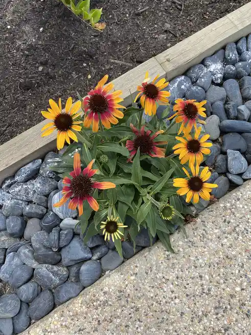 A cluster of vibrant, orange-and-yellow coneflowers (Echinacea) grows in a garden bed bordered by gray river rocks and a…