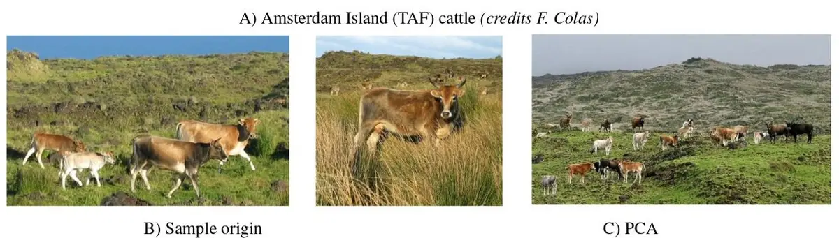 Three side-by-side photos show cattle on a grassy island, a close-up of a single cow in tall grass, and a herd scattered…