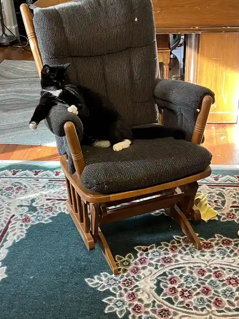 A black and white cat lounges on a dark gray fabric rocking chair with wooden arms and legs, one paw resting on the armrest…
