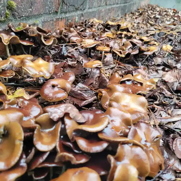Wavies Taking Over the Front Yard
