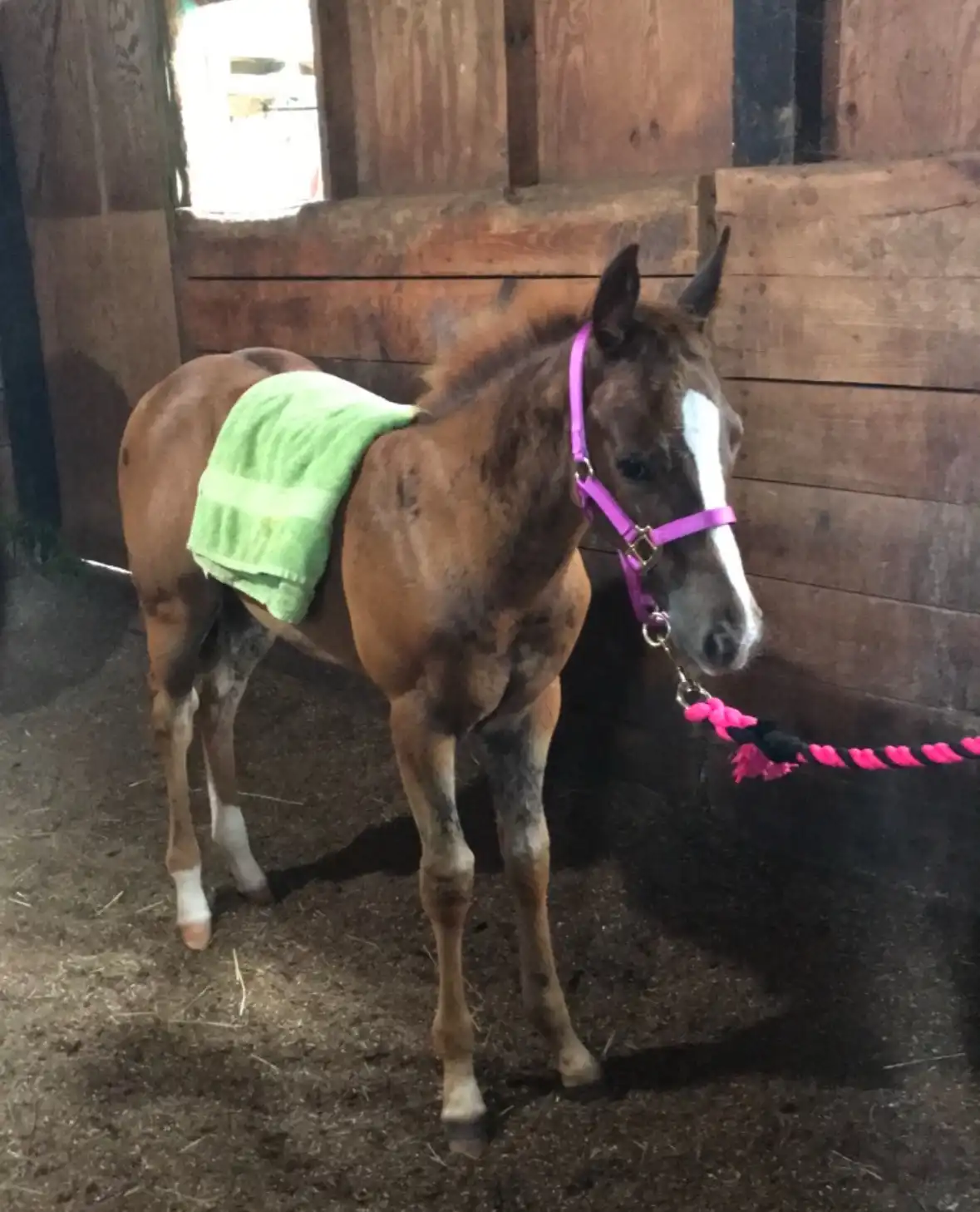 A small brown foal with a white blaze stands in a wooden stable, wearing a bright pink halter and a green towel draped over…