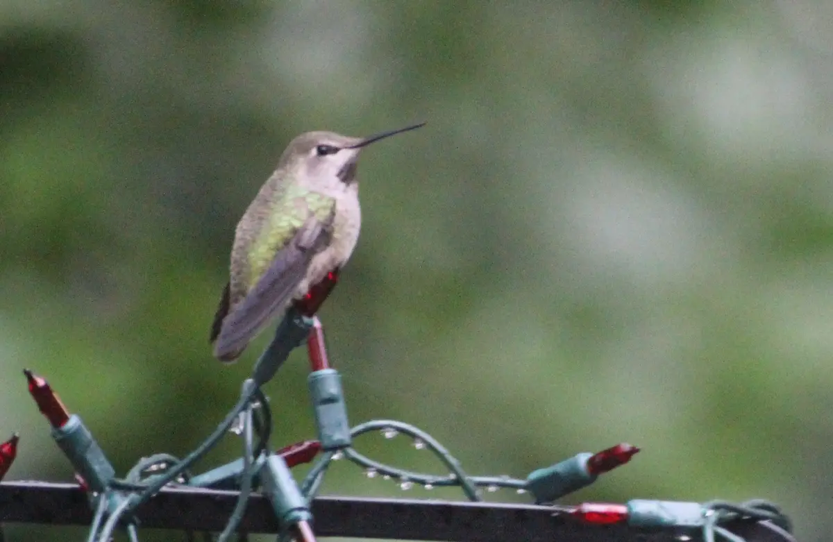 A small hummingbird with iridescent green and gray feathers perches on a string of red Christmas lights, which are wet with…