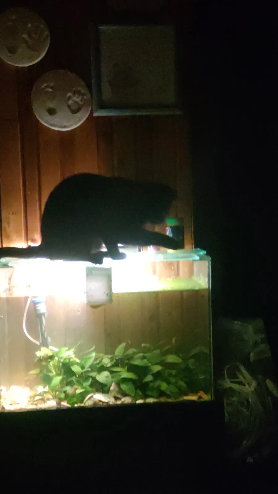 A black cat is silhouetted against the bright light of an aquarium, perched atop the tank's glass rim. The tank contains…