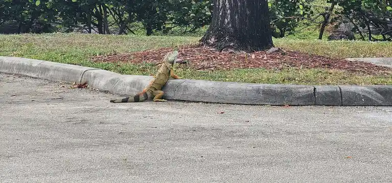A green iguana is lounging on a concrete curb next to a grassy area with trees, appearing relaxed and unbothered. The…