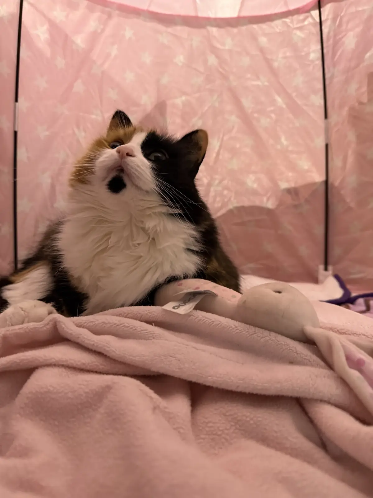 A fluffy calico cat with black, white, and orange fur sits inside a pink pop-up tent with white stars, looking upward with…